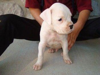 Puppies in PA